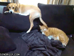Cachorro vencendo o gato