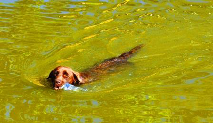 Cão pescador