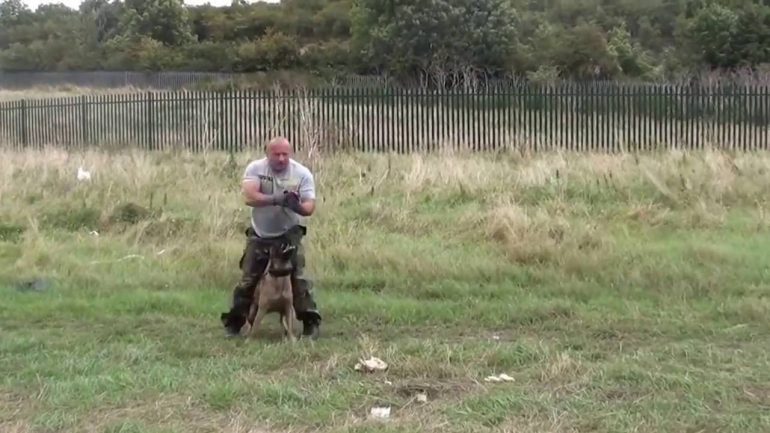 Demonstração de treinamento de um cão policial